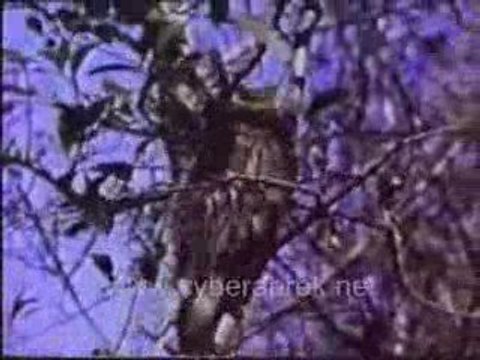 Hayvanlar ve Doga 1 - cyberabrek.net