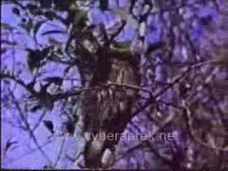 Hayvanlar ve Doga 1 - www.cyberabrek.net