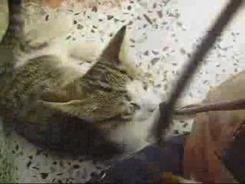 Bu kadar mı tatlı olur Sokak kedisi? Conconu m