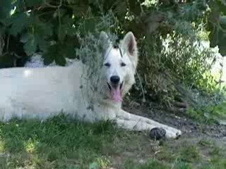 berger blanc suisse