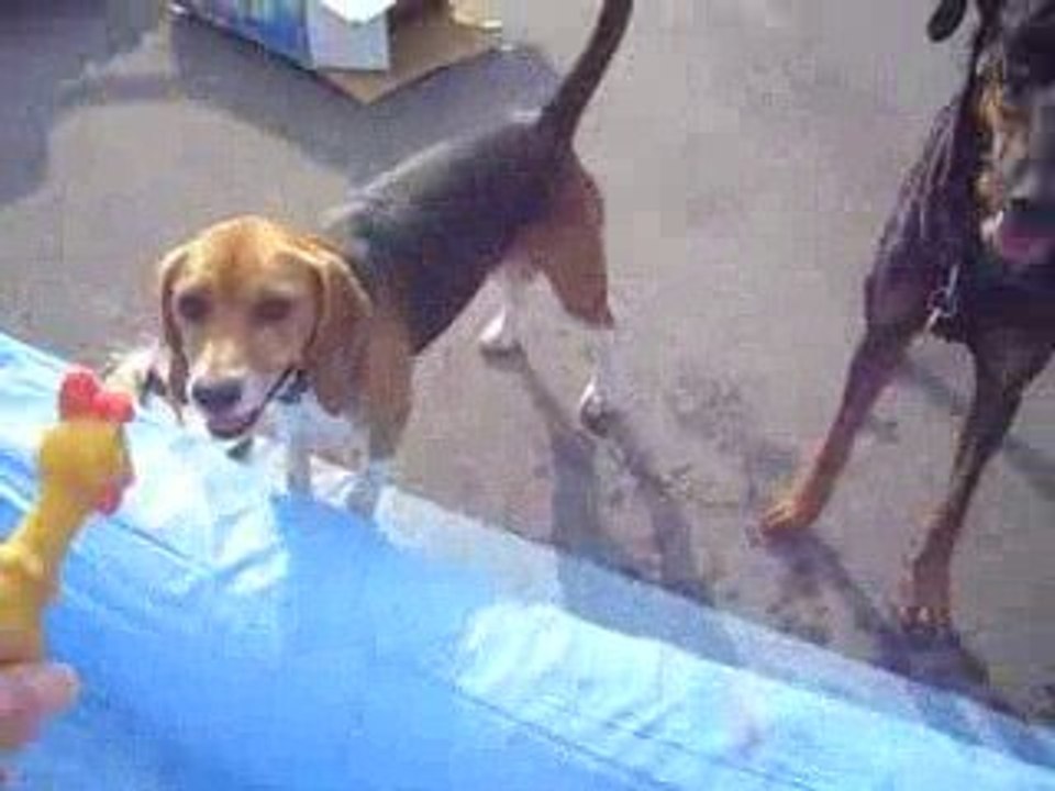 Roxy dans la piscine!
