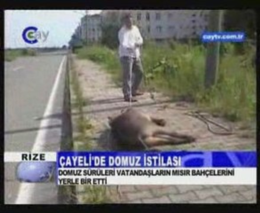 Çayelin'de domuz istilası