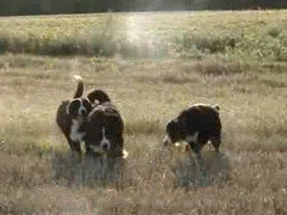 bouviers bernois de l'empreinte de jais - course poursuite !