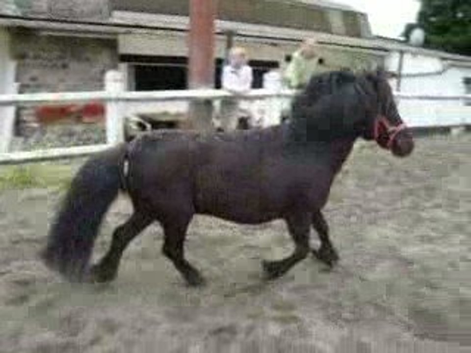 Il se fait narguer par des chiens !! XD