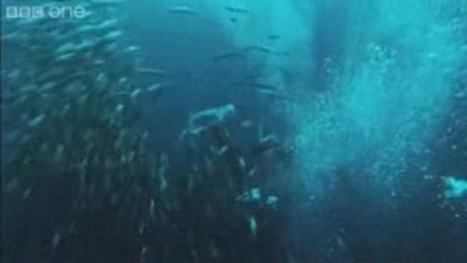 balık avlamak için suya dalış yapan kuşlar