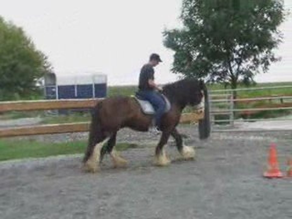 Willou by the gard