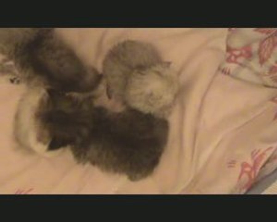 chaton persan chinchilla