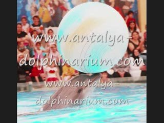 ANTALYA DOLPHINARIUM DOLPHINLAND AQUAPARK