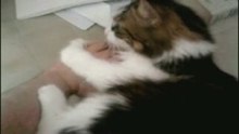 Evil Kitty Maggy - Wrestling