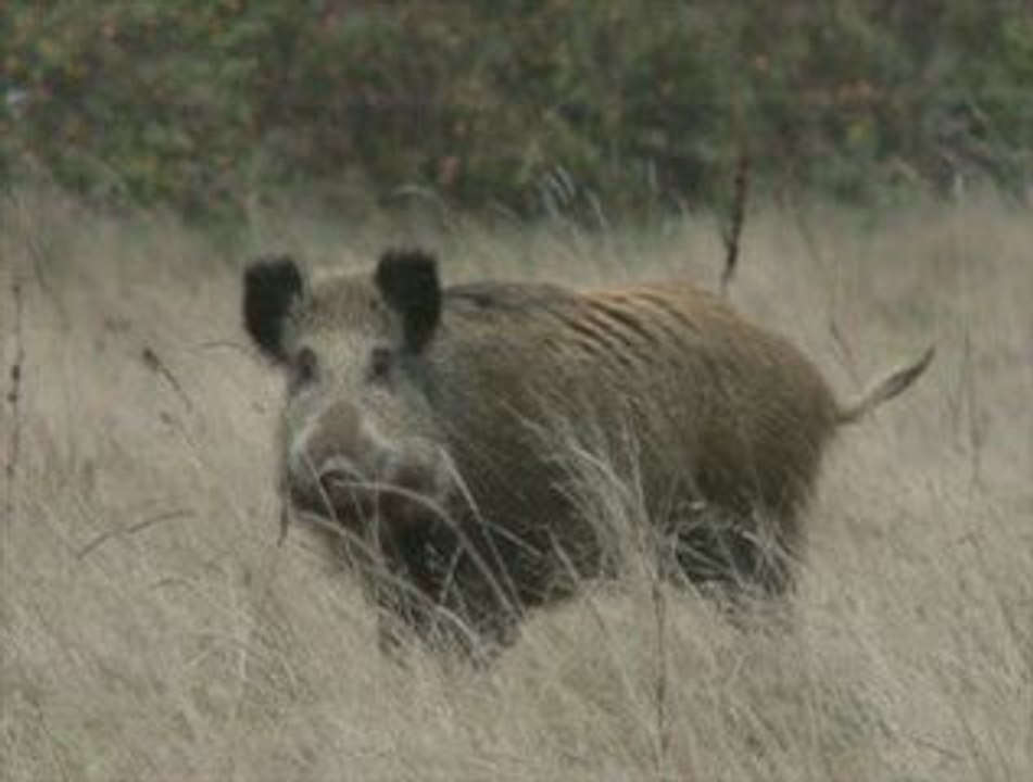 Bateson, le martien et la chose vivante.