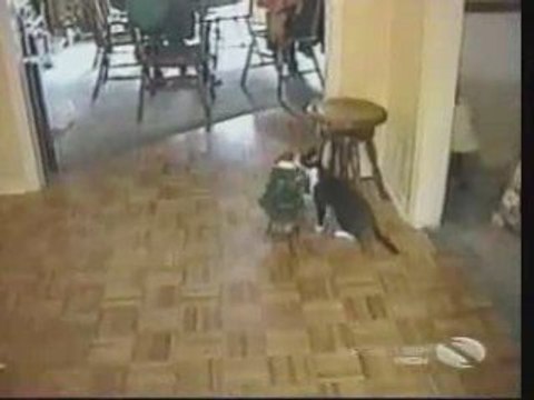 Les chats sont fous ^^