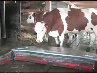 SCARABEO - Robot de raclage autonome MIRO