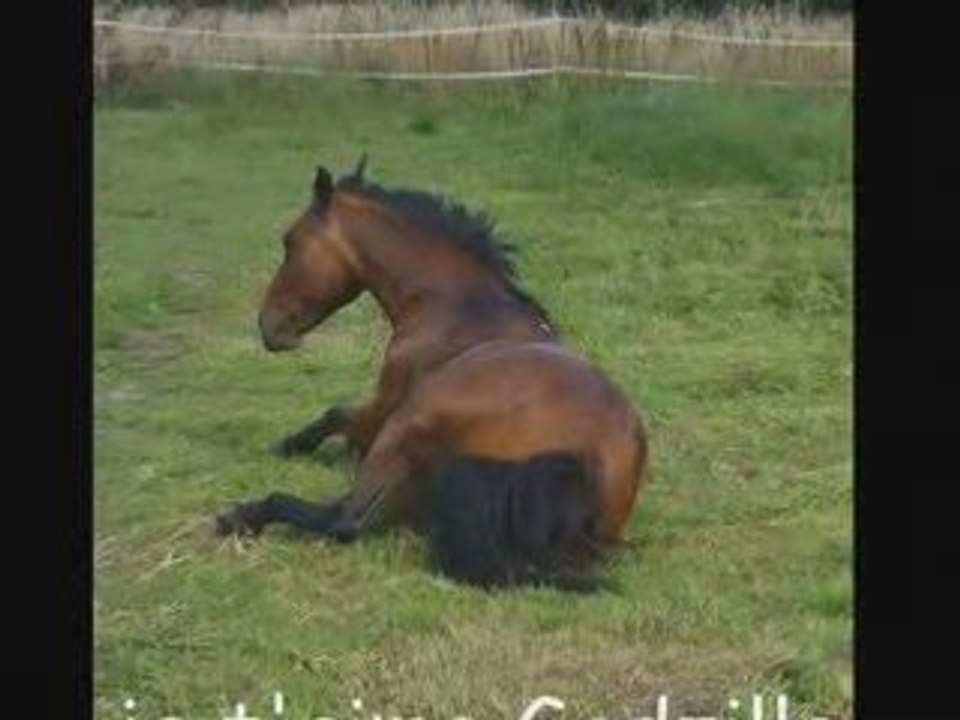 je t'aime mon dadou d'amrs