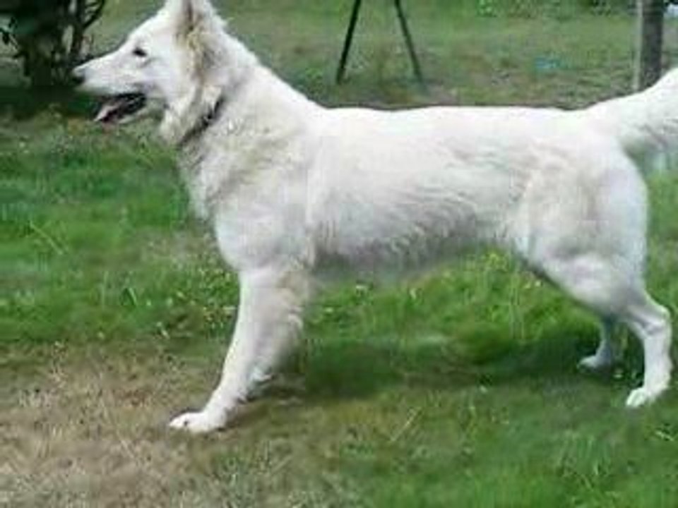 berger blanc suisse qui joue