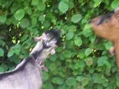 Petite balade avec Lili et Bambi