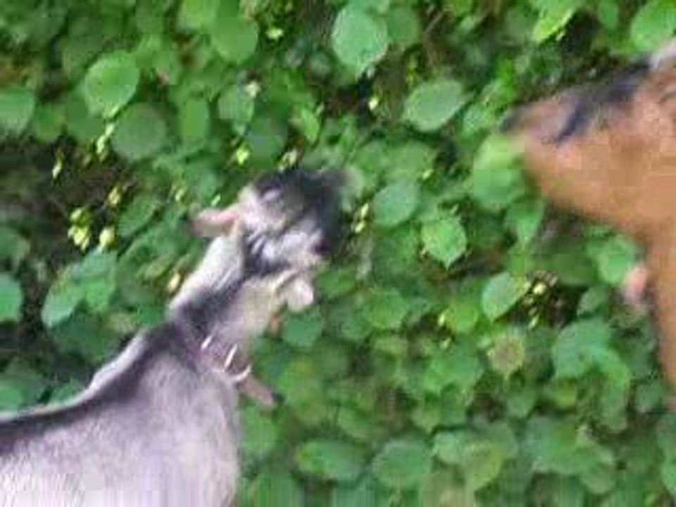 Petite balade avec Lili et Bambi