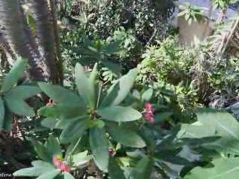 JARDIN BOTANIQUE DE MEISE (BELGIQUE)