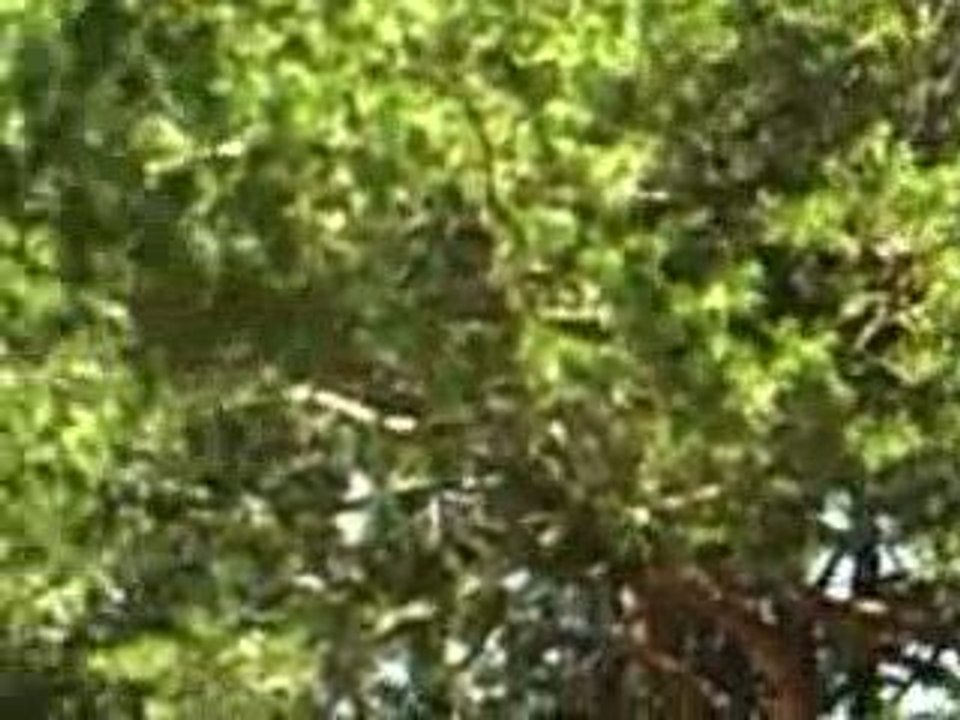 dernek kuran-ı kerim