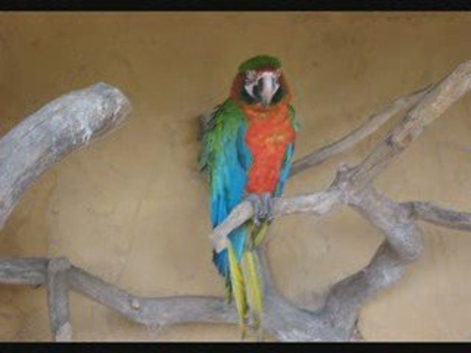 les animaux de port st père