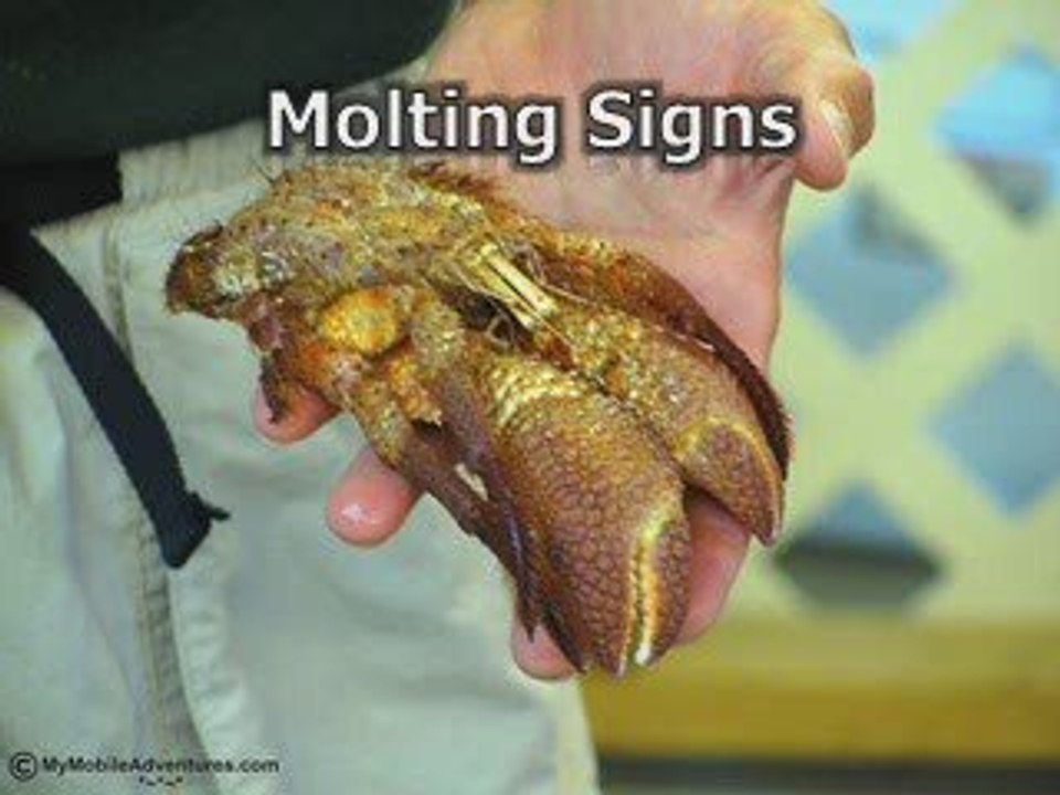 Molting hermit crab