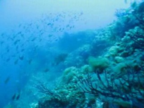 Plongée sur Le Levant - La ciotat