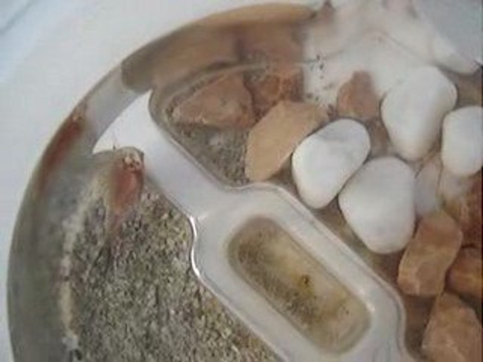 les triops de mon fils