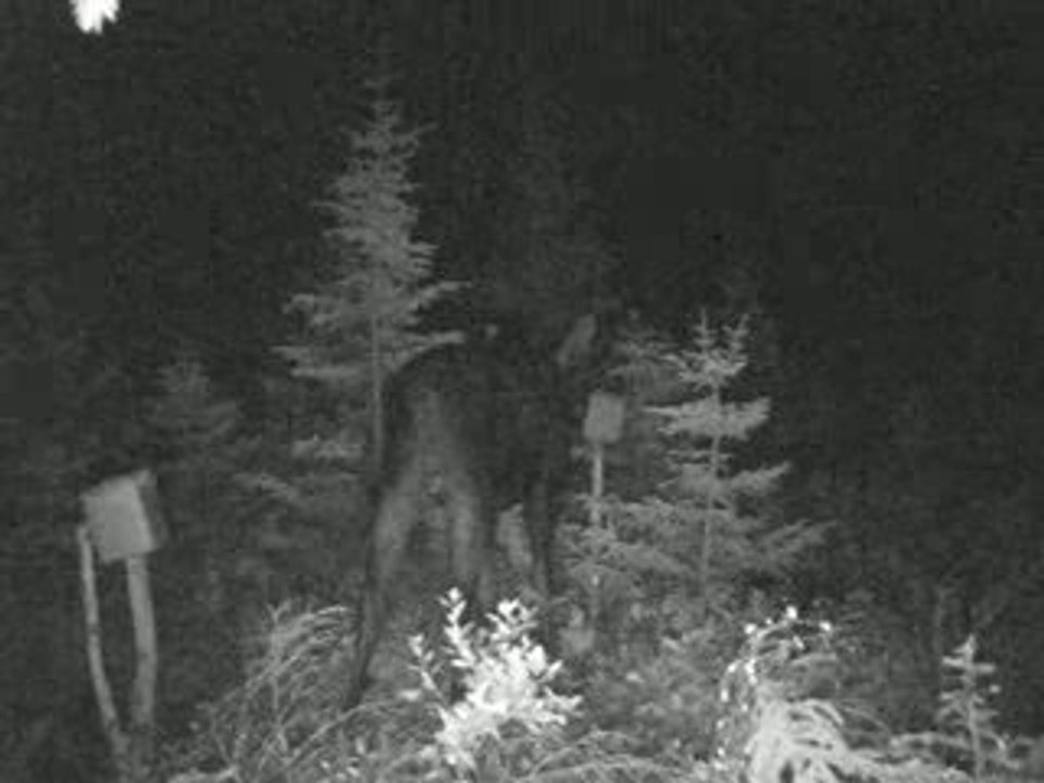 petit buck (2)