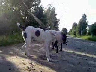 заигрывание с любимой корсюхой