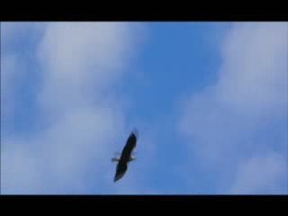 Funky Zoo: 108 - Happy Landings