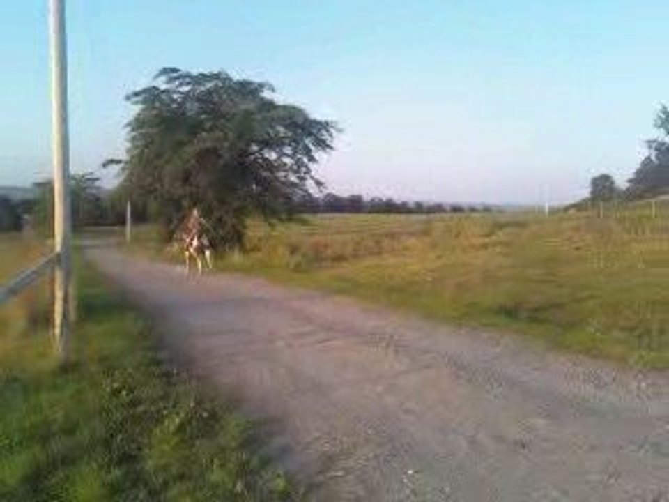 Moi && Elle, Au galoop ღ