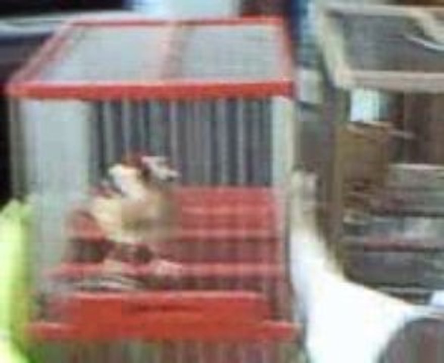 chardonnerit de kabo