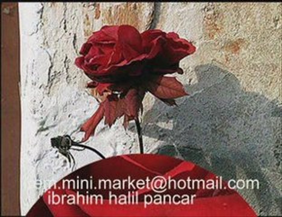 bir beyaz karanfil-ibrahim halil pancar