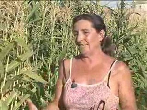 La Borraja de Sanlúcar