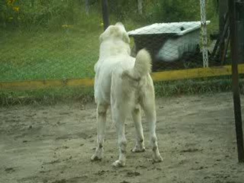 Сен Сао хор