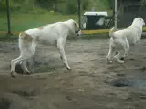 Сен Сао Шкода и Шахе 10 мес.