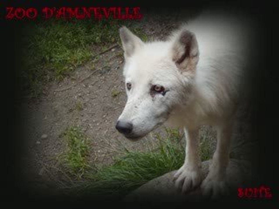ZOO D'AMNEVILLE SUITE