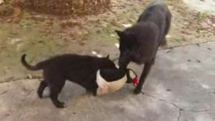 Eden et Dzarka chez les pingouins