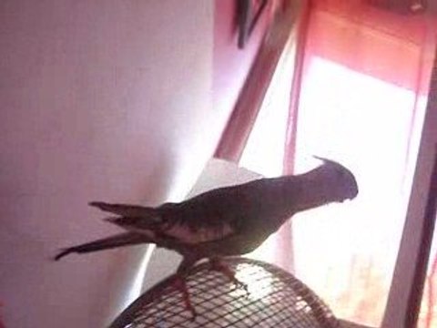 calopsitte qui chante