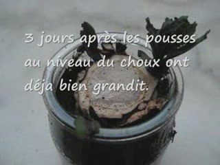 jardinage à l'école : bouture de choux rouge