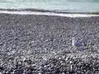 LES VICTORYNE AU TRÉPORT