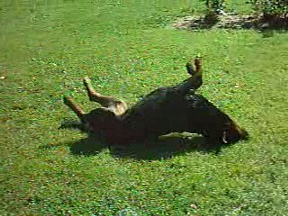 Gros délire de V'Prestige... après la douche !