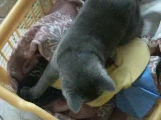 6ème vidéo de Sacha Coeur d'Velours