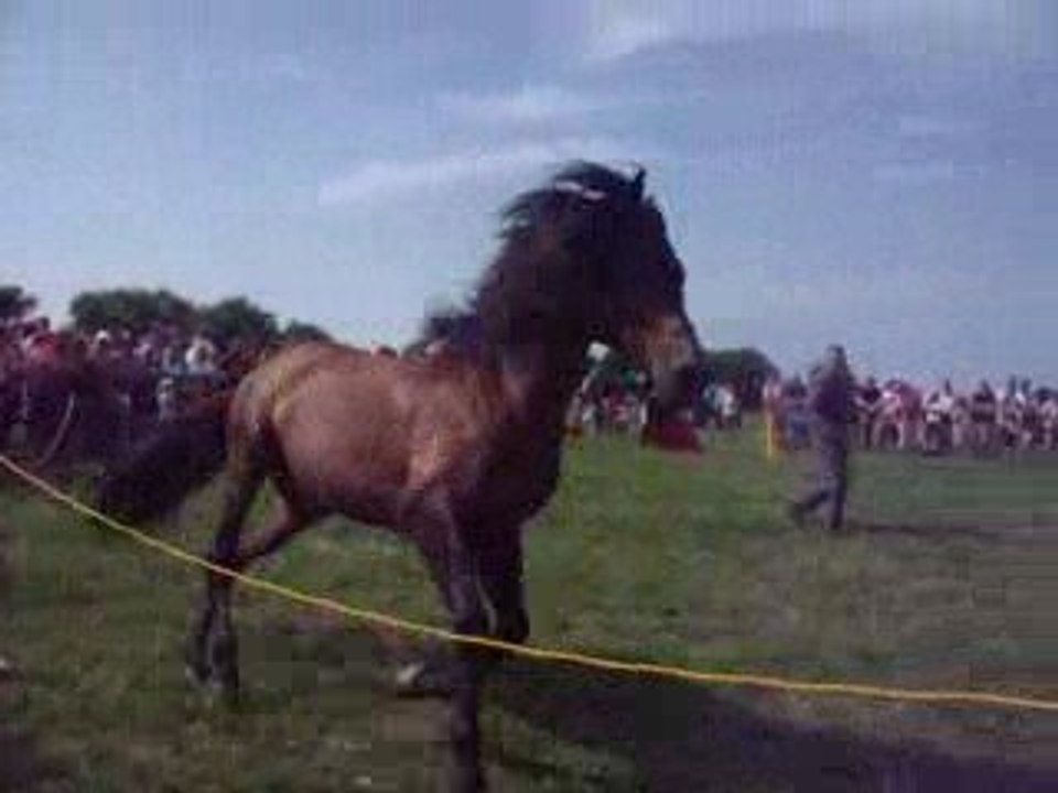 Cunch le cheval-taureau