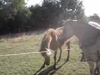 retrouvailles poney/ruby