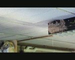 Young swallows in their nest - Hirondelles au nid