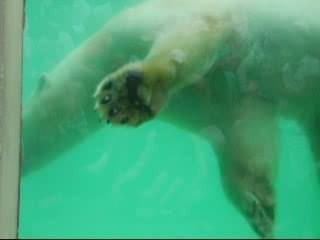 ours blanc  zoo amneville