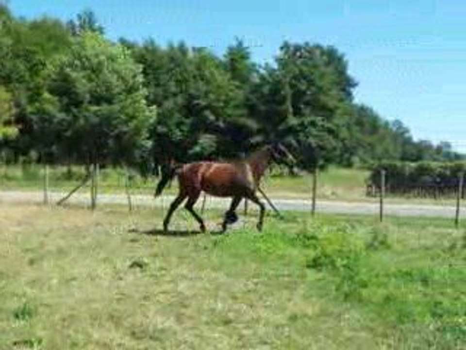 Quatretoiles au près