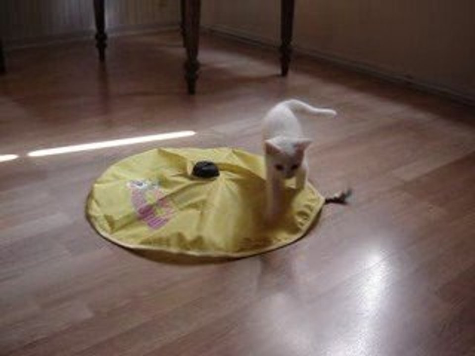 Le Undercover Mouse