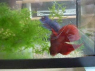 accouplement de combattants 2