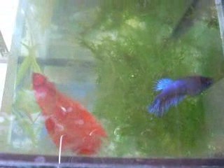 Recherche des oeufs/combattants